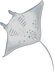 Manta Ray Clipart - Manta Ray Png