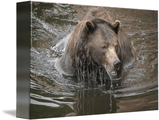 Brown Bear Dripping Water - Grizzly Bear Png