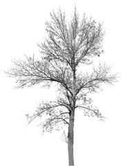 Free Photos Fall Tree Search Download - Needpixcom Tree No Leaf Png