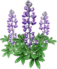 Lupine Bluebonnet Alaska Plant Violet - Flower Garden Png Lupine Flower Png