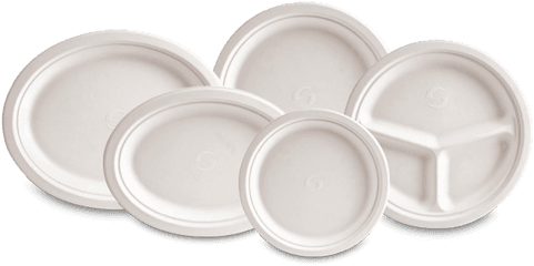 Evolution Plates - Plate Png