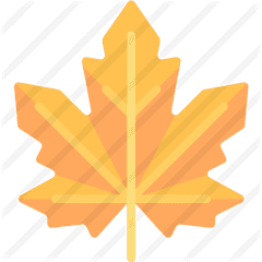 Maple Leaf - Lovely Png