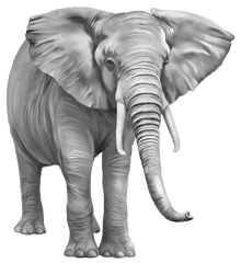 Download Elephant Png Free - Transparent Background Elephant Png