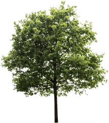 Oak Tree - High Resolution Tree Transparent Background Png