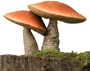 Fungi Png 3 Image - Fungi Png