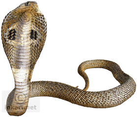 Png Cobra Snake Transparent Background - King Cobra Snake Png