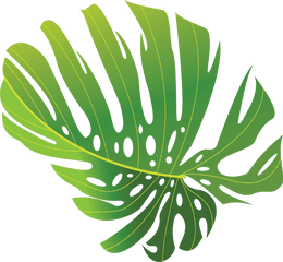 Green Tropical Leave Png Free Download - Photo 509 Illustration