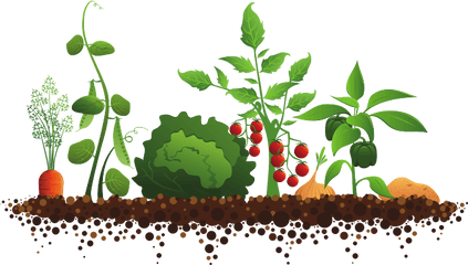 Vegetable Garden Transparent Png - Vegetable Garden Clipart