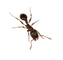 Ant Free HQ Image - Free PNG