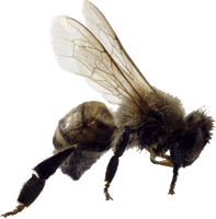 Bee Png Image