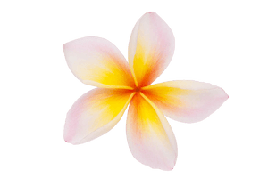 Plumeria Clipart - Free PNG