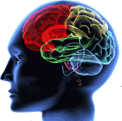 Brain - Human Brain Png