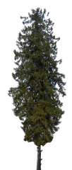 Download Pine Tree Png Transparent Background