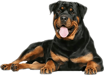 Rottweiler Png Free Download - Rottweiler