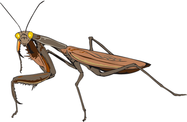 Mantis Invertebrate Arthropod Png - Insectes Png