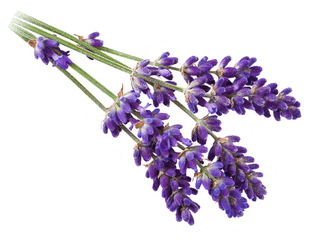 Field Of Lavender Flowers - Lavender Png