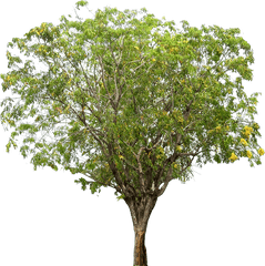 Tropical Plant Pictures Pterocarpus Indicus Png Rosewood - Tamarind Tree Images Png