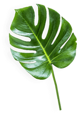 Download The - Banana Leaf Transparent Background Png Image Banana Leaf Transparent Background