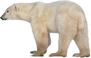 Polar Bear Transparent - Free PNG