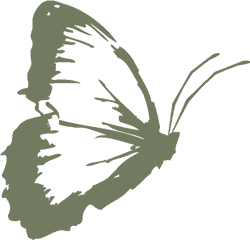 Butterfly - Butterflies Png