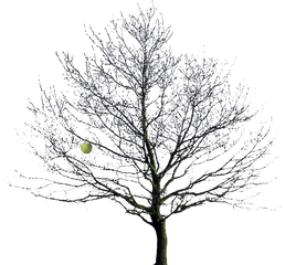 Apple Tree Winter Png Image - Winter Tree