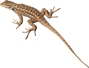 Download Free Png Lizard Transparent - Desert Lizard Transparent Background