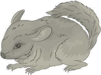 Chinchilla Clipart - Chinchilla Clipart Png