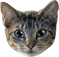 Sina Weibo Animals In English Urdu - Background Cat Face Png