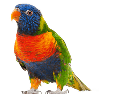 Parrot Png Images Download