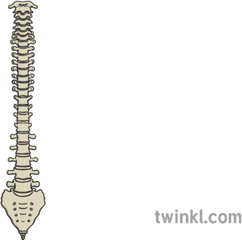 Spine Illustration - Sword Png