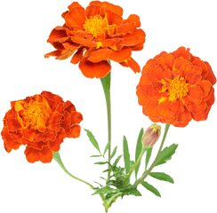 Download Hd Mexican Flowers Png - Marigold