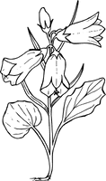 Bellflower Free Png Image