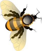 Honey Bee HQ Image Free - Free PNG