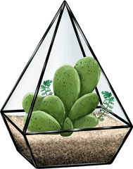 Succulent Terrarium Illustration Design Cactus - Vertical Png