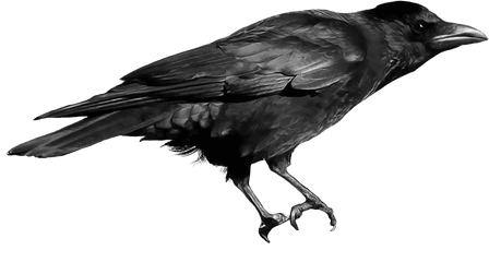 Crows Png 2 Image - Crow Png