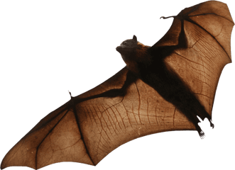 Bat High Quality Png - Fruit Bat Transparent Background
