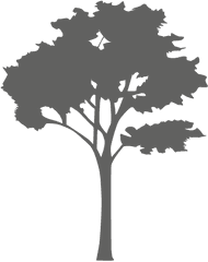 Maple Tree Silhouette 2 - Free Vector Trees Png