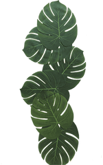 Tropical Leaves - Illustration Png