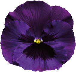 Download Violet Transparent Background - Transparent Transparent Background Purple Flowers Transparent Png