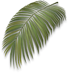 Palm Leaf - Official Journey Of Life Wiki Roystonea Png