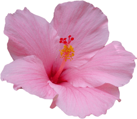 Hawaiian Hibiscus Plant Stem - Hibiscus Flower Png