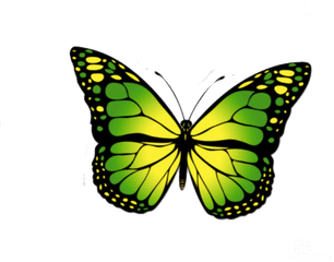 Green Butterfly Png - Redbubble Butterfly Sticker