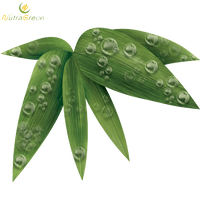 Bamboo Leaf Photos - Free PNG