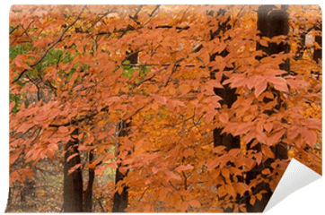 Orange Leaves - We Live To Change Autumn Png