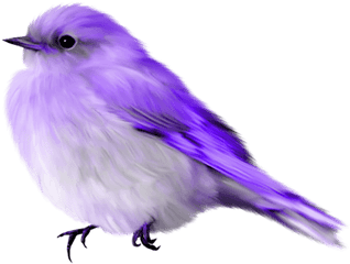 Download Album - Blue Bird Gif Transparent Png Image With No Transparent Background Bird Gif Png