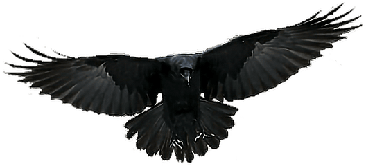 Transparent Background Crow Flying Png - Flying Crow Transparent Background