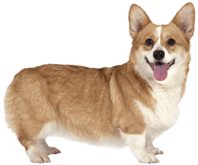 Pembroke Welsh Corgi Cardigan - Welsh Corgi Png