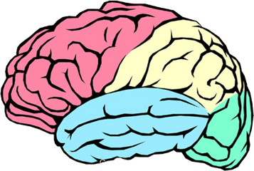 Brain Png Image Transparent Background - Transparent Brain Outline Png