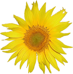 Mediawiki Logo Sunflower Tournesol - Single Flower Png