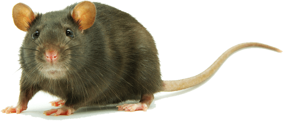 Download - Rat Meaning In Hindi Png